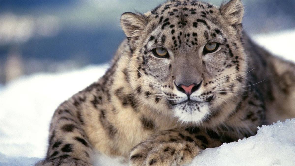 Hemis National Park